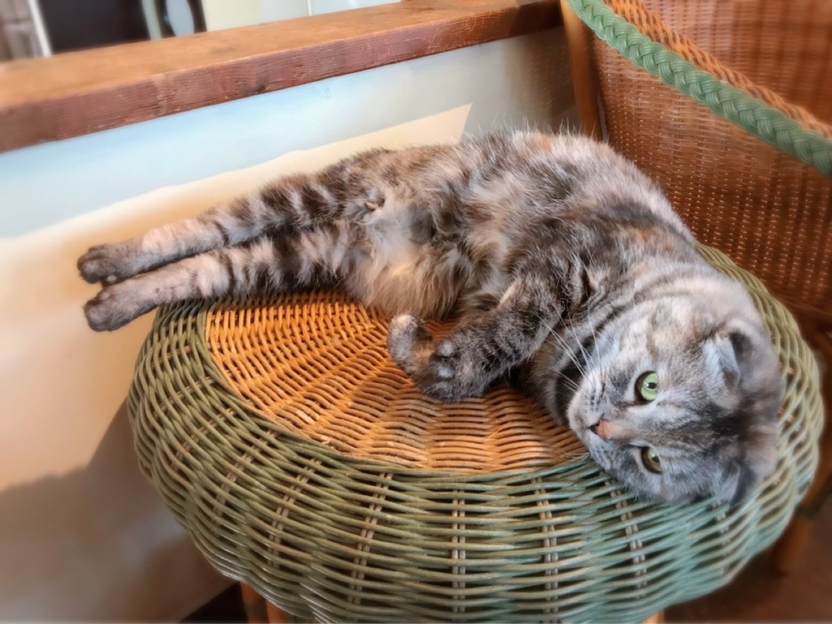 猫カフェ 美猫 休業中 撫でてもらう待ちのナミちゃん ゞ 本日もご予約承っております 猫カフェ 福岡 猫カフェ 美猫 休業中 撫でてもらう待ちのナミちゃん ゞ 本日もご予約承っております 猫カフェ 福岡