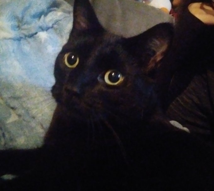 @nonexistentcj I never talk or otherwise interact with you, but my cat Taz is here for you. Also this<a class="tags" target="_blank" title="On Twitter" href="/?out=eyJ0eXAiOiJKV1QiLCJhbGciOiJIUzUxMiJ9.eyJpYXQiOjE3MjY4MTU1ODcsImlzcyI6InR3cG9ybnN0YXJzLmNvbSIsIm5iZiI6MTcyNjgxNTU4NywiZXhwIjoxNzU4MzUxNTg3LCJyZWRpcmVjdF91cmwiOiJodHRwczovL3R3aXR0ZXIuY29tL25vbmV4aXN0ZW50Y2oifQ.TnxGz4f4PugAq3flWAw8P9kNzI4PQUo00_yfwYeVzDtVmyvLlQ2y_5BfRb6PA0r0jf8HnYkeGZrRcmLD3-tdQA">@nonexistentcj</a>