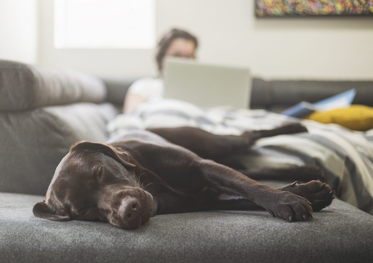 NewportVet's tweet image. Our #Pets linked to maintaining better mental health and reducing loneliness during #lockdowns, new research shows sciencedaily.com/releases/2020/… #dogs #cats #mentalhealth