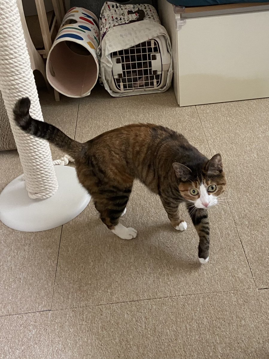 청소기 소리에 잠 다 깬 수이 미안하드악