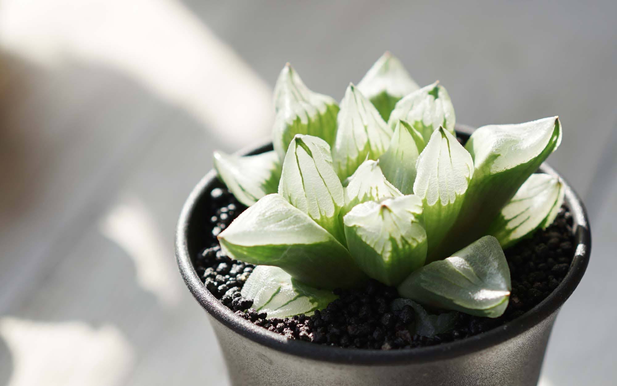 Pukubook 表も裏も窓が巨大化し 大きくゴツゴツした結晶のカタマリになってしまったハオルチア ピグマエア ミュータント と呼ばれているように ピグマエアの枝変わり変異種と言われていてます T Co Cflnzyjk8w ハオルチア 氷城