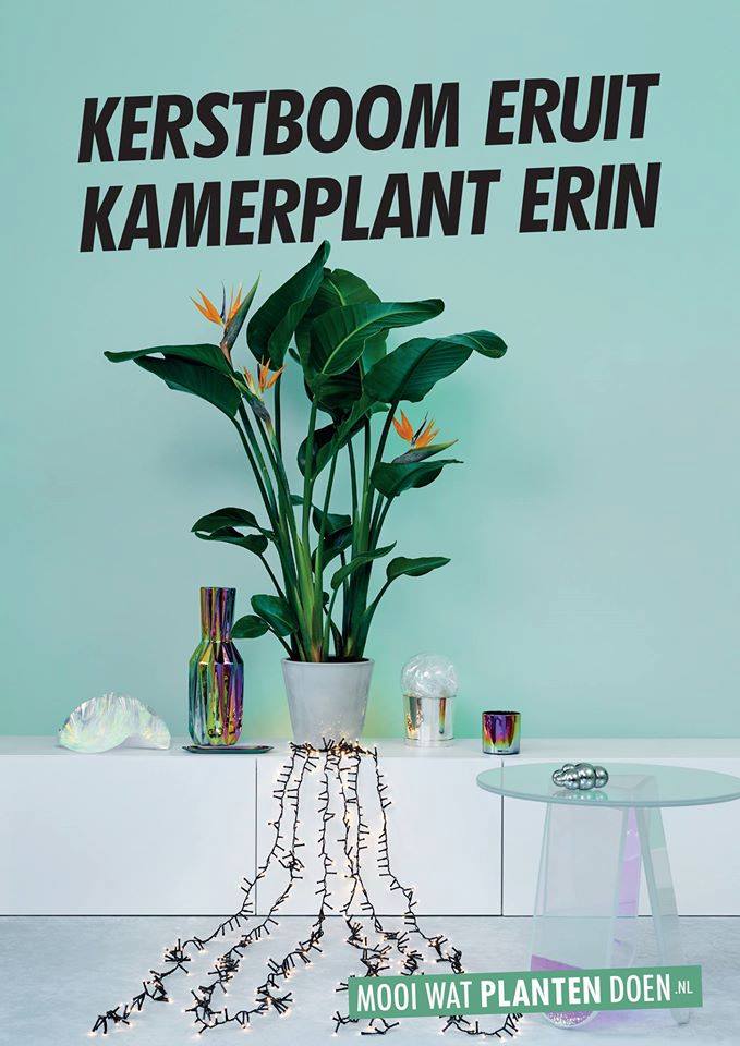 De kerstdagen zijn weer voorbij en de kerstboom gaat weer het huis uit. Een goed moment om een nieuwe groene plant in huis te zetten! #vandijkflora #bloemenbureauholland #bbh #kamerplanterin #kerstboomeruit #groen #huis #health #benefits #plants #planten