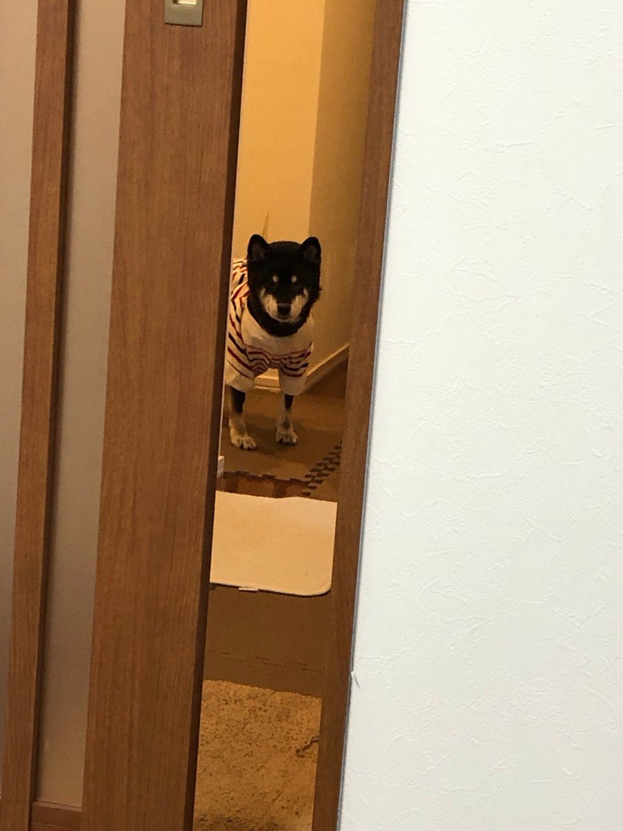 junmm0607's tweet photo. 🐶 https://t.co/6fs3D1Zqbi