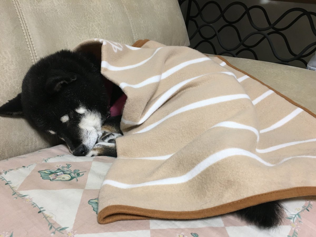 junmm0607's tweet photo. 🐶 https://t.co/6fs3D1Zqbi