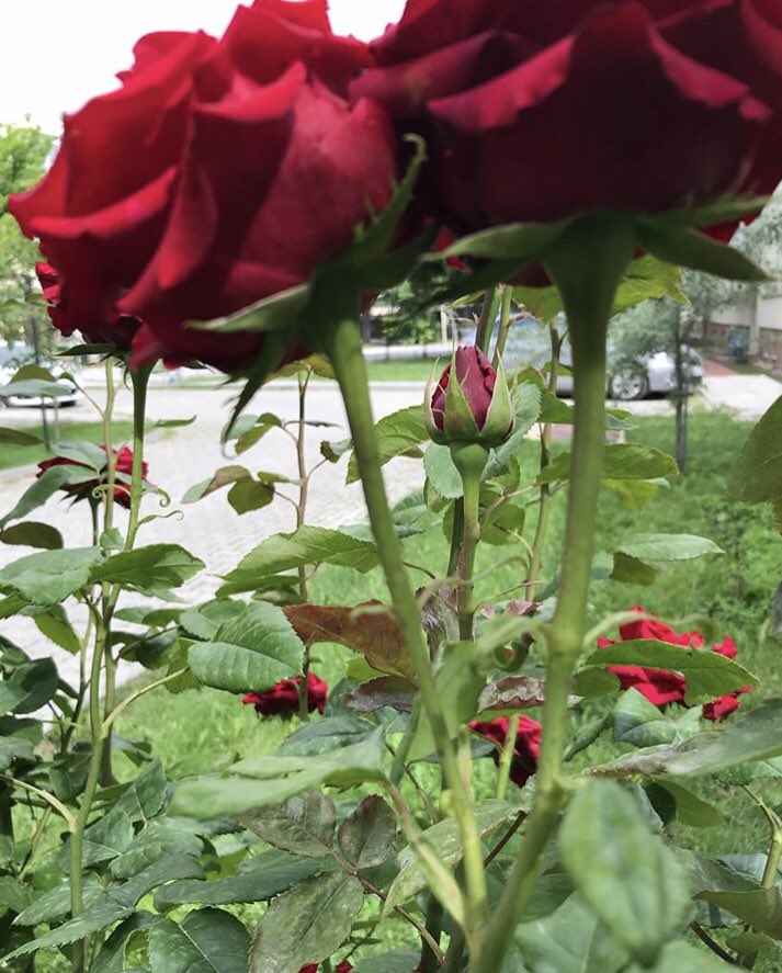 50 yıl önce  insanoğlu aya ayak bastı.

Bugün Türkiye 134 ülke arasında eğitim düzeyi sıralamasında 109'ncu sırada. Size göre kaç yıl sonra aya ayak basarız ...

___Günaydın 🌹