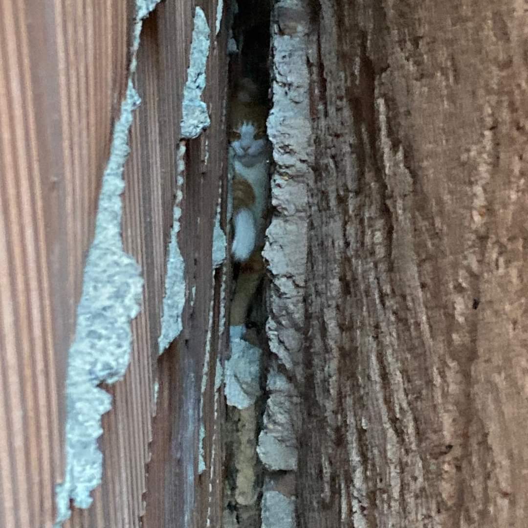 HZS STŘEDOČESKÉHO KRAJE - KURIÓZNÍ ZÁSAHY ROKU 2020
Rok 2020 byl obecně celý dost kuriózní, neboť jsme v něm zaznamenali tolik mimořádností oproti minulým letům, že se všechny ani nedají vypsat.