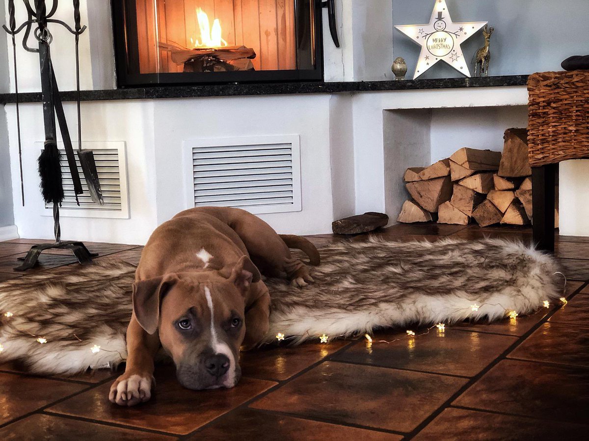 ReenzFL's tweet photo. @MontanaBlack Haben uns vor Paar monaten den Hund zugelegt war für meine Freundin das Weihnachtsgeschenk #MONTEXMAS https://t.co/6AREA3IG3M