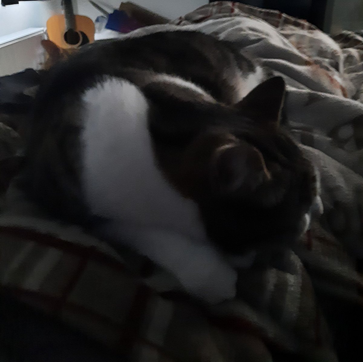 Falcon_Horus's tweet image. I should be seated behind me laptop in about 2 minutes from now... Finn is making that goal extremely harder to do. 😻

#CatsOfTwitter