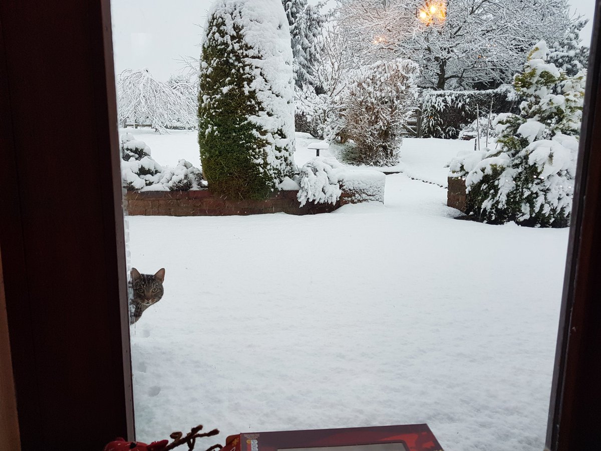 Jendeavour's tweet photo. But she does not love Edward the neighbour's cat.
#SnowWars https://t.co/FgKQFrCEqH
