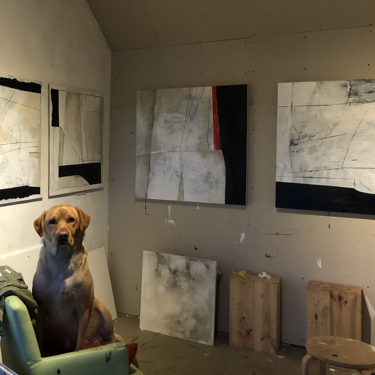 Studio dog, Finbar #studiodog #dogslife #studiomate #mystudio #britishartist #workforexhibition #largework #workinprogress #lastdaysof2020  #contemporaryartwork #process #ninaarcher @theotherartfair @508kingsroad @artcanorg @BirchamGallery