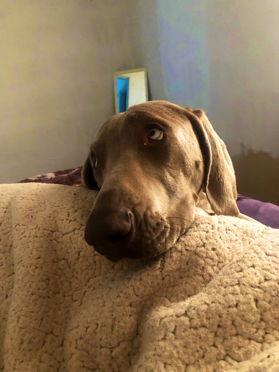 ky_fa's tweet image. Mi bonita 💖 #Kaisy