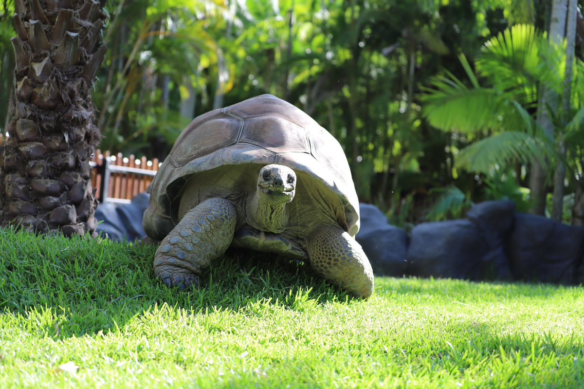 chandlerpowell9's tweet photo. Love Igloo’s “Do you have a snack?” face🐢 https://t.co/V6KzaJSRsy
