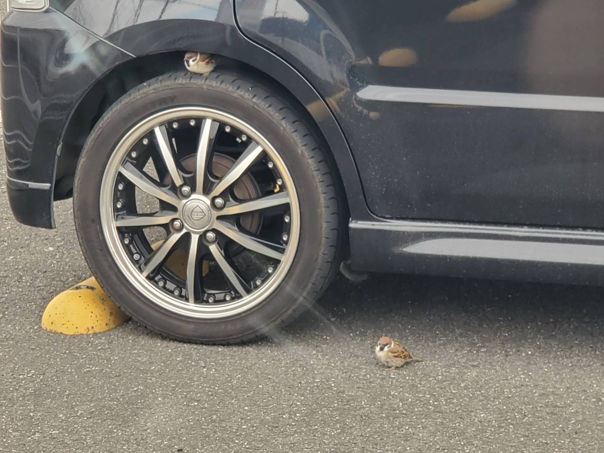 車のホイールにスズメがどんどん集まってきてこんな可愛らしいことに これはもう車動かせないやつ Togetter 車のホイールにスズメがどんどん集まってきてこんな可愛らしいことに これはもう車動かせないやつ Togetter
