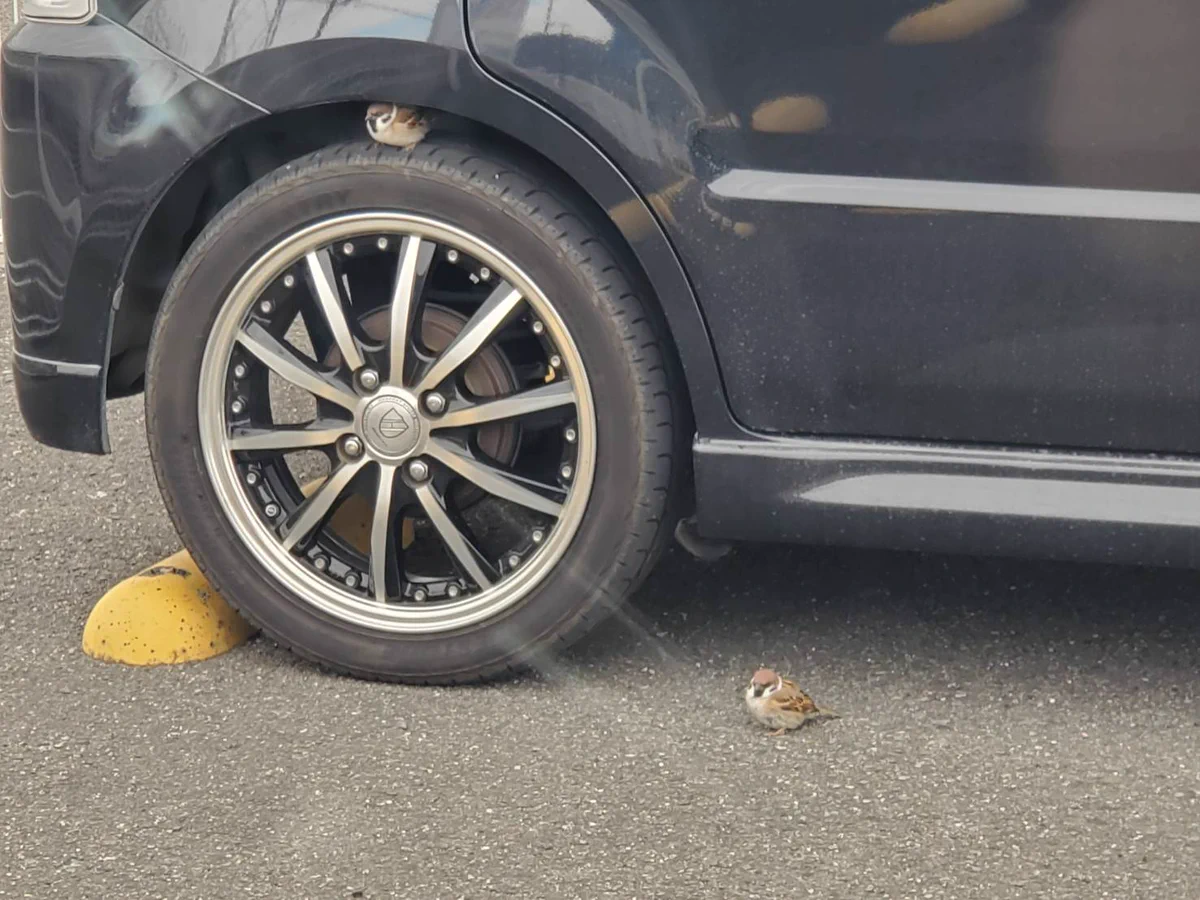 車のホイールがいつの間にか雀の憩いの場に・・・！雀の学校
