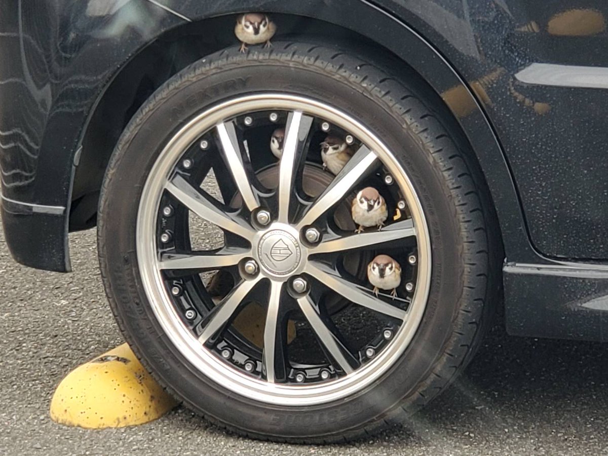 車のホイールにスズメがどんどん集まってきてこんな可愛らしいことに これはもう車動かせないやつ Togetter 車のホイールにスズメがどんどん集まってきてこんな可愛らしいことに これはもう車動かせないやつ Togetter