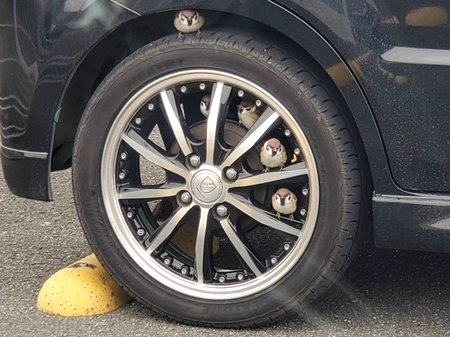 車のホイールがいつの間にか雀の憩いの場に・・・！雀の学校