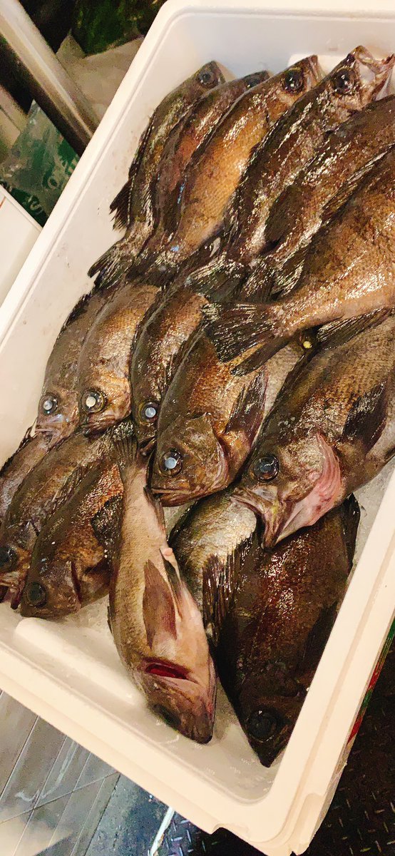 にぶんはん 岩手県産 黒メバル が届きましたぁ 黒メバル煮付け 黒メバル塩焼き でお出しいたしますので おたのしみにぃー にぶんはん 二ぶん半 和食 日本酒 地酒 刺身 割烹 門前仲町 三ぶん