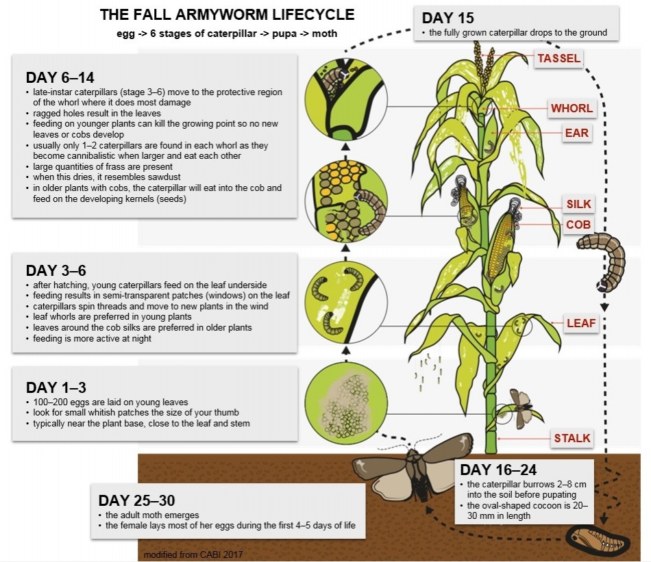 TigerAgro's tweet photo. FAW in Africa is here to stay because of our warm climates. This problem affects most maize farmers. Lets scouts our fields at least once a week and take the correct measures to control this problem pest.
@basera_john 
@carolngundu
@WendyMadzura 

#letsfightFAWtogether https://t.co/lZUYTTg4QF