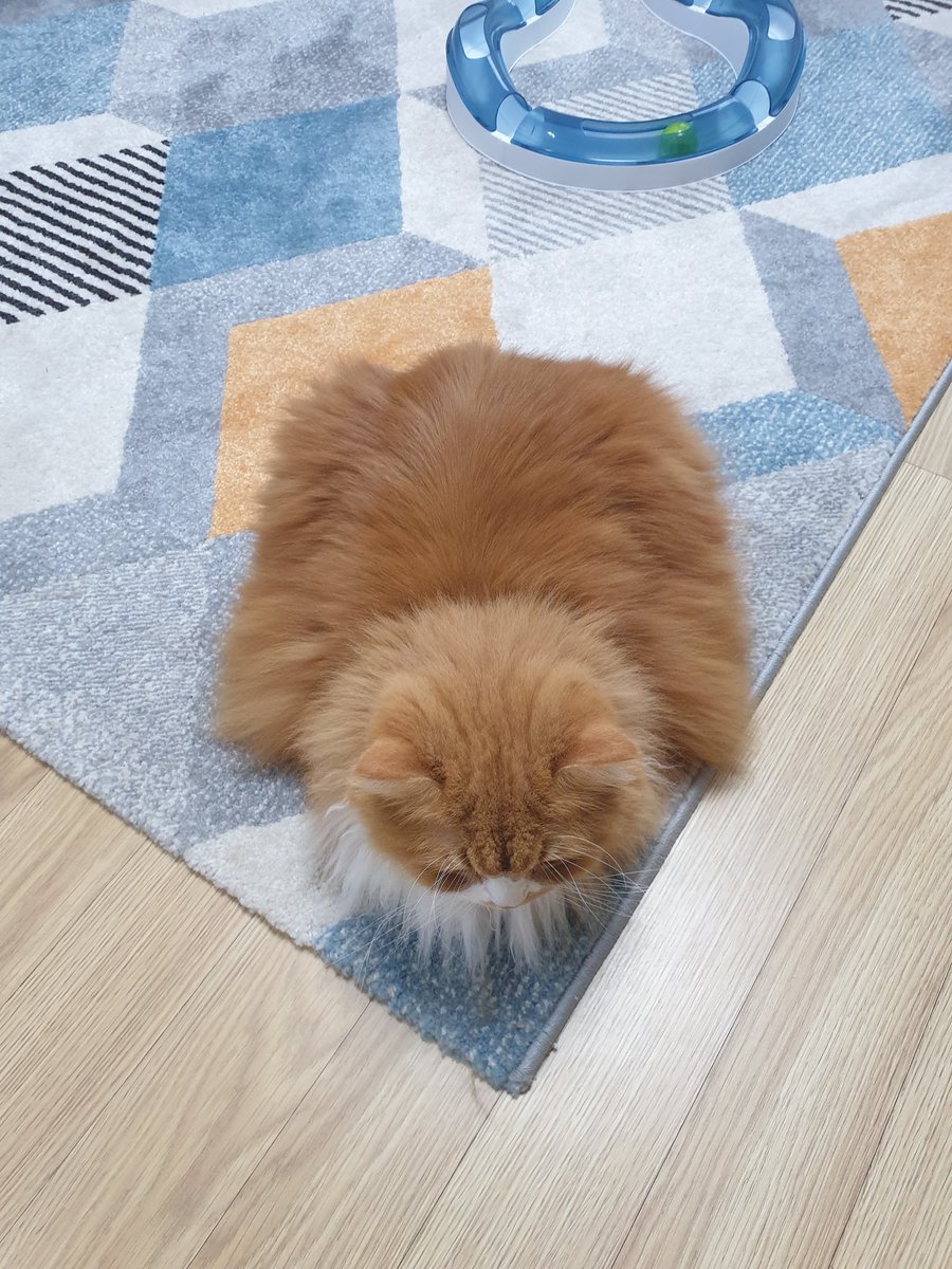 구름이 식빵은 맨날 봐도 웃겨