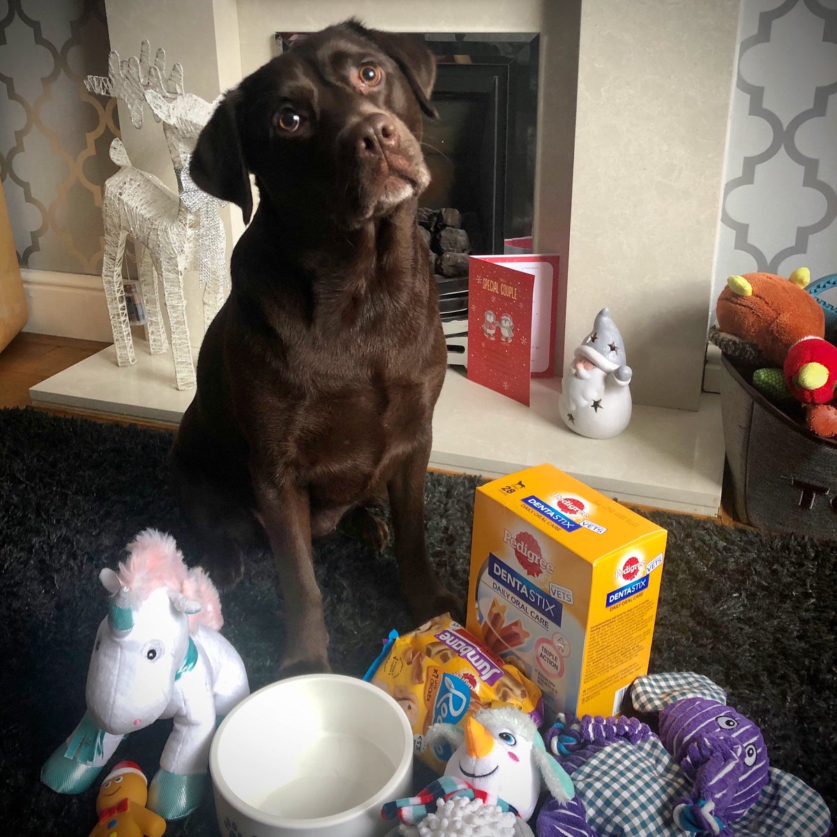 #Christmas2020 #labrador