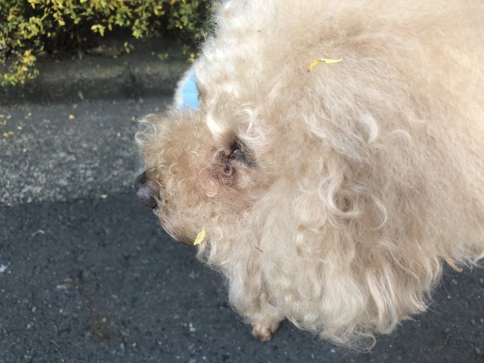 頭突っ込むからそーなるのよw https://t.co/6kHNJIYRWo<a href="/tag/ps4share"class="tags"><span>#ps4share</span></a>