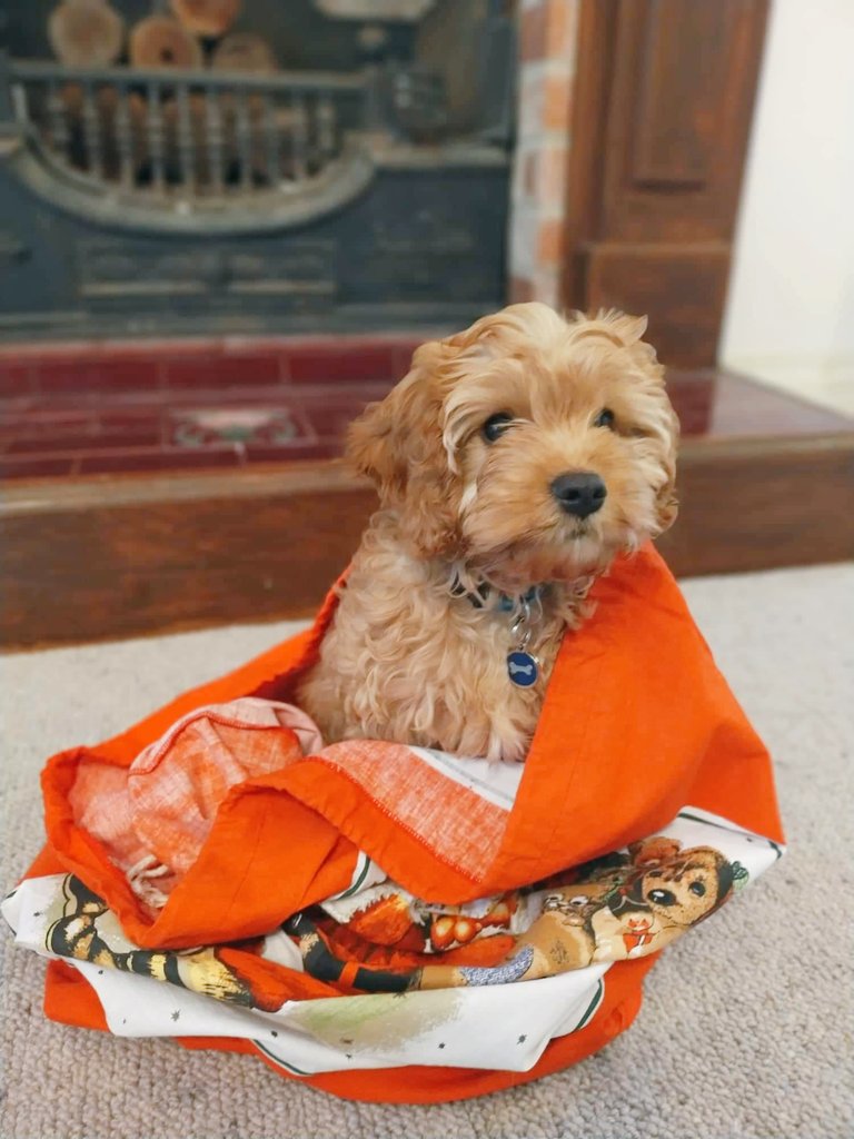 Tom Morgan tweet media