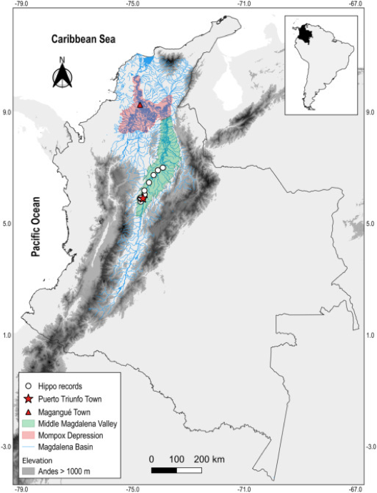 As many of you may already know, hippos were introduced in Colombia during the 1980s by drug lord Pablo Escobar. Since that moment, the population has been growing. Control measurements have not been successful, and there is no clarity on future strategies.