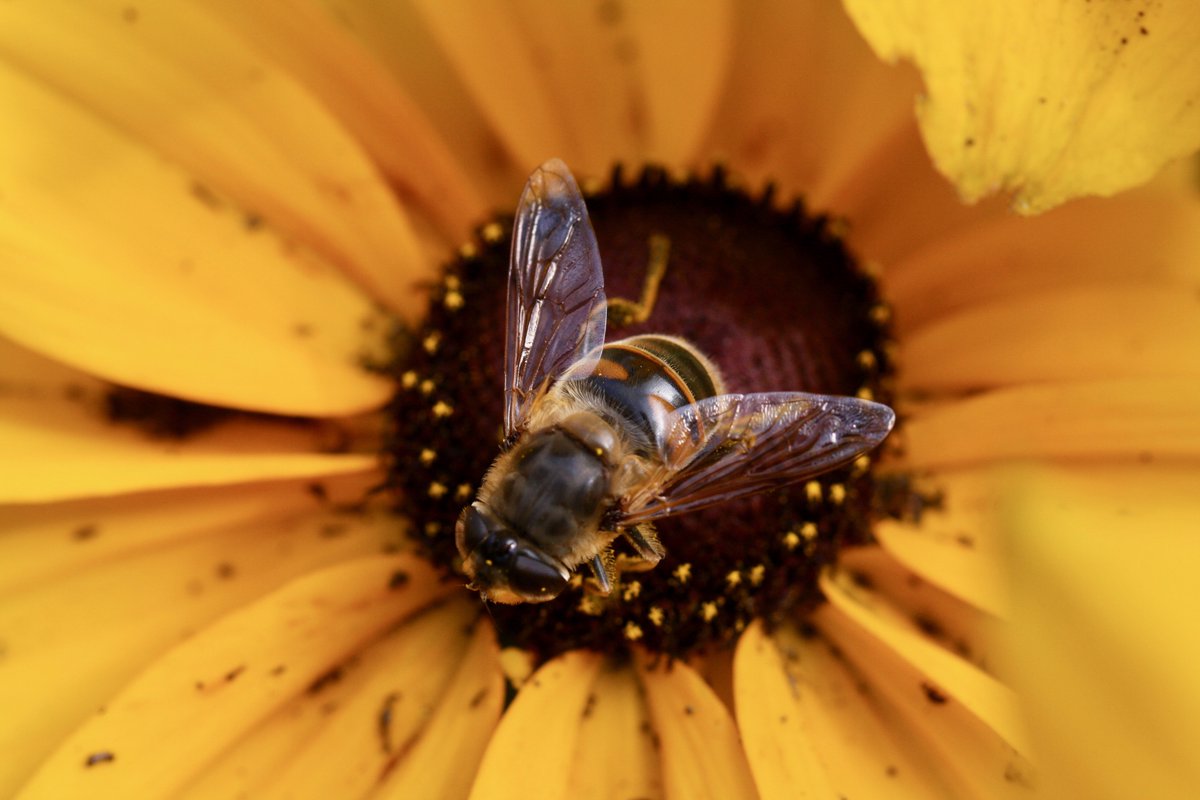 Milieufront's tweet photo. This #bee is enjoying the last #Blooming  flowers in my garden. #ClimateChangeIsReal #beautiful https://t.co/k2KXg055Ht