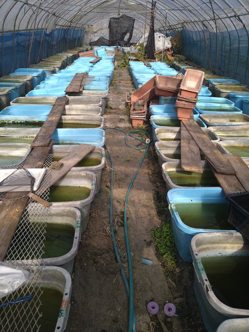 ビニールハウスのtwitterイラスト検索結果 古い順 ビニールハウスのtwitterイラスト検索結果 古い順