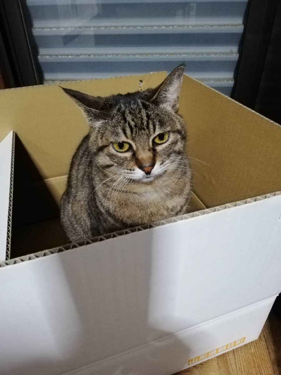 しじみ週間 猫ブログ Shijimiblog Twitter