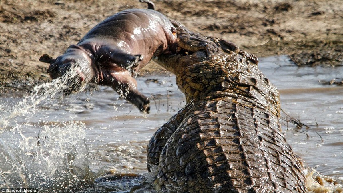 What makes this invasive population more successful than its African relatives? The most likely explanation is that in Africa hippos are controlled by natural predators (lions, Nile crocodiles), disease, extreme drought, and hunting.