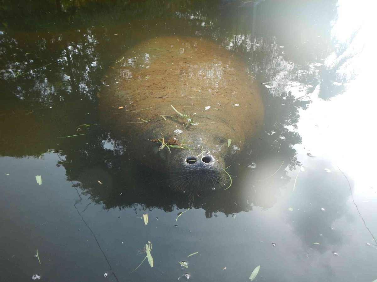 However, morphological and isotopic studies of toxodonts indicate that they were terrestrial rather than semiaquatic. In the Magdalena basin there are mammals occupying the large aquatic or semiaquatic herbivore niche, such as the West Indian manatee or the lesser capybara.