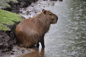 However, morphological and isotopic studies of toxodonts indicate that they were terrestrial rather than semiaquatic. In the Magdalena basin there are mammals occupying the large aquatic or semiaquatic herbivore niche, such as the West Indian manatee or the lesser capybara.