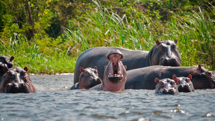 In the Magdalena basin, hippos have no predators, the system offers unlimited resources, drought is never very drastic, and there is no control by humans. Because of this, territorial and mate competition is also low, allowing for precocious and successful reproduction.