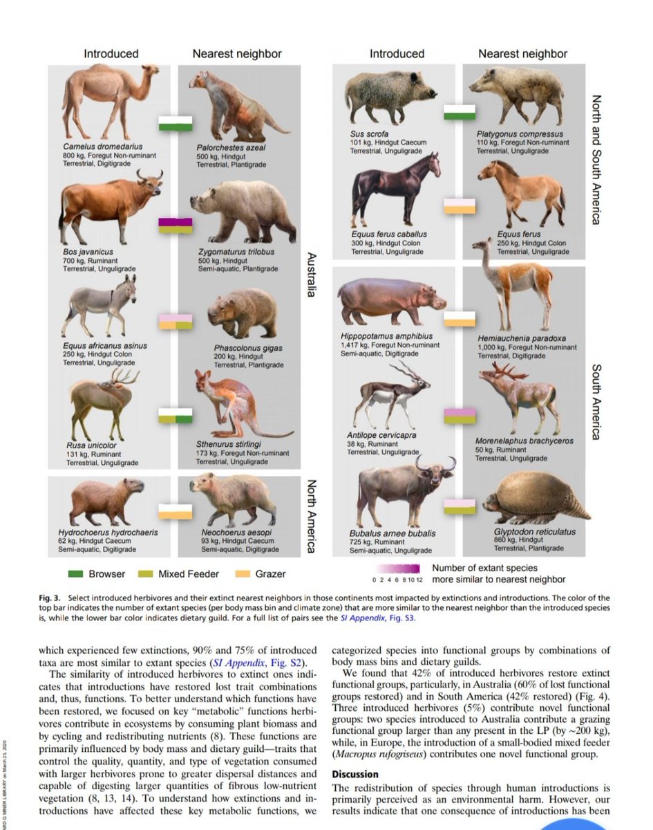 There has been some discussion on possible ecological and social advantages of the presence and growth of the hippo population in Colombia. It has been said, for example, that hippos would be supplying the ecological niche of extinct Pleistocene toxodonts.