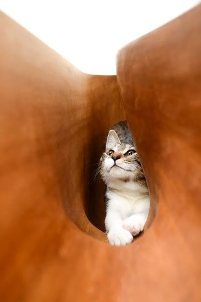 どこまでも猫目線のデスクが登場！人と猫が共存出来るデスクの正体とは！！
