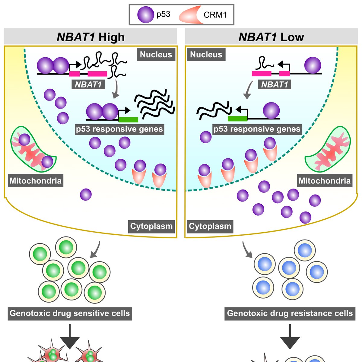 Our recent publication is online now:
Subcellular distribution of #p53 by the p53-responsive #lncRNA #NBAT1 determines #chemotherapeutic response in #neuroblastoma 
doi.org/10.1158/0008-5…