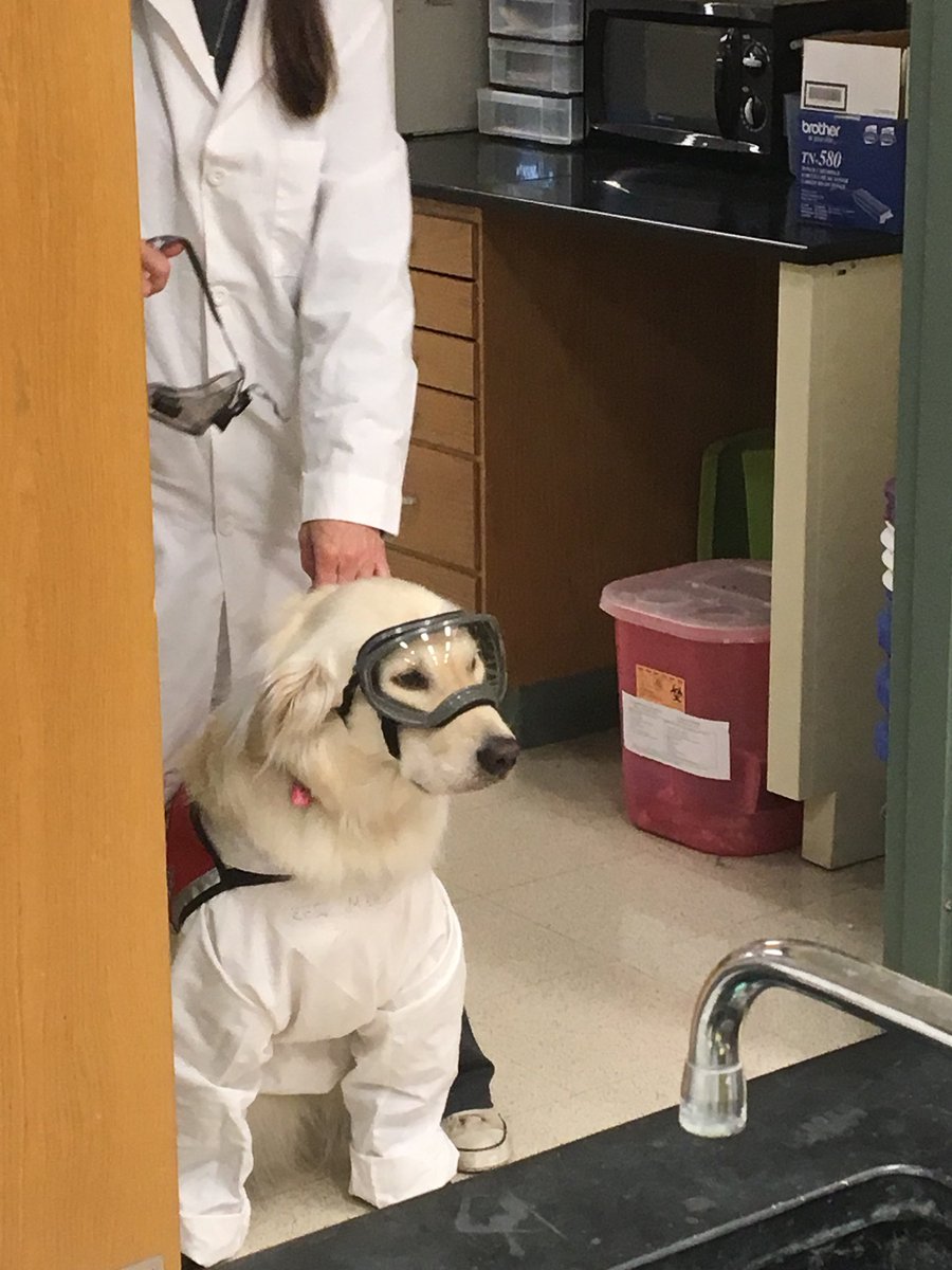 Thread: Can all Service  #Dogs (SD) work in Labs? Mom's asked this. Ppl are surprised when her answer is - no. We advocate for equal access to  #science labs for SD handlers, but working in a Lab requires special training. Our mission is to est. guidelines for SAFE & equal access.