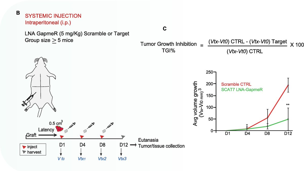 One more book chapter on "In Vivo Administration of #Therapeutic #Antisense #Oligonucleotides" is out now.
doi.org/10.1007/978-1-…