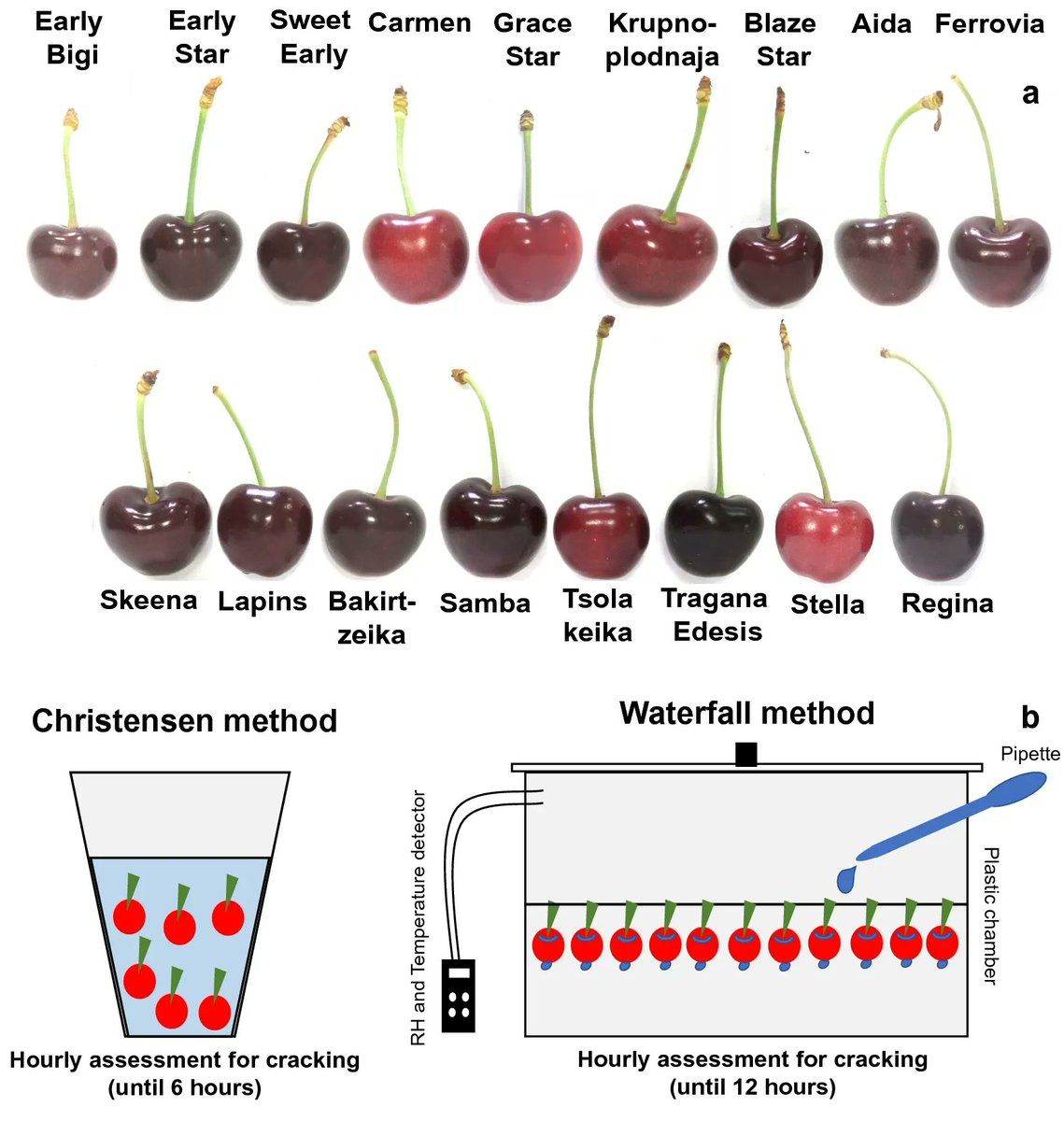 sci_plant's tweet photo. Sweet cherry fruit cracking: follow-up testing methods and cultivar-metabolic screening

https://t.co/EYJcGdQA8j
#plantscience #plantmethod ♻️ https://t.co/pjWYa3KE9a