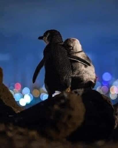 The lighter penguin is an elderly female whose partner died this year. The darker one is a younger male who lost his partner two years ago. Biologists have followed them as they meet every night to comfort each other. They stand for hours together watching the lights in Melbourne