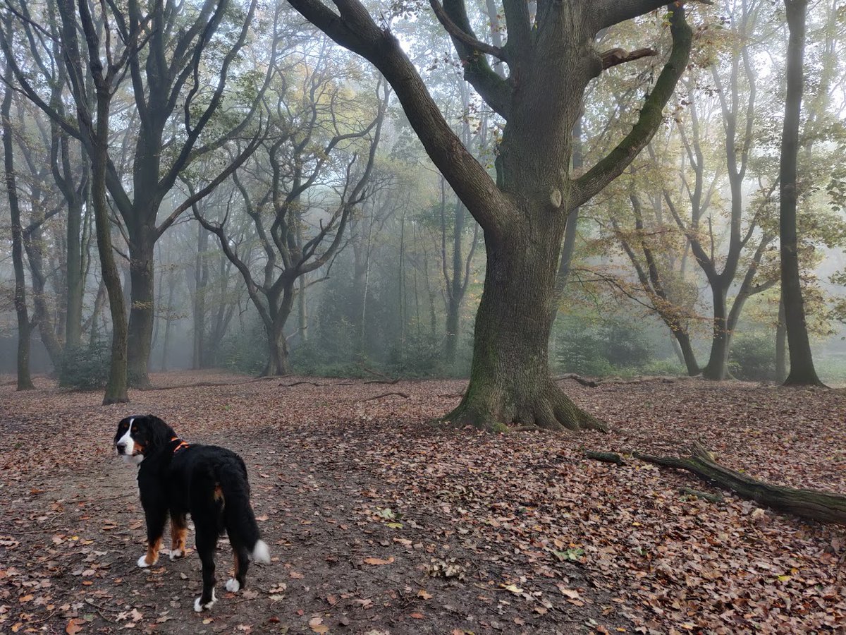 HHinLDN's tweet photo. Out with beautiful Bear on #HampsteadHeath today. #dogwalking #MondayMotivation #Christmas #reflexting on this year. https://t.co/Hmc2bCfM0a