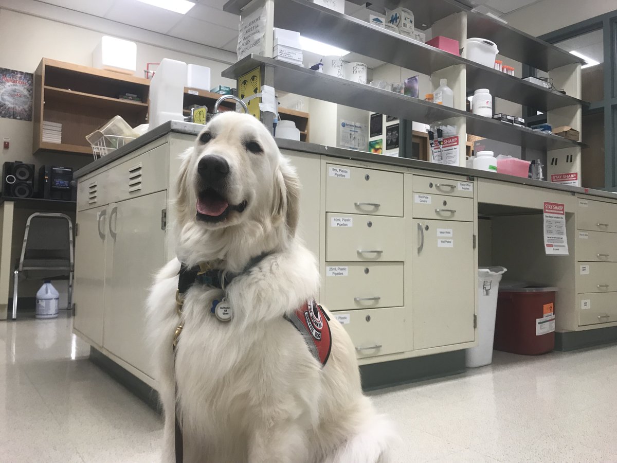 Thread: Can all Service  #Dogs (SD) work in Labs? Mom's asked this. Ppl are surprised when her answer is - no. We advocate for equal access to  #science labs for SD handlers, but working in a Lab requires special training. Our mission is to est. guidelines for SAFE & equal access.