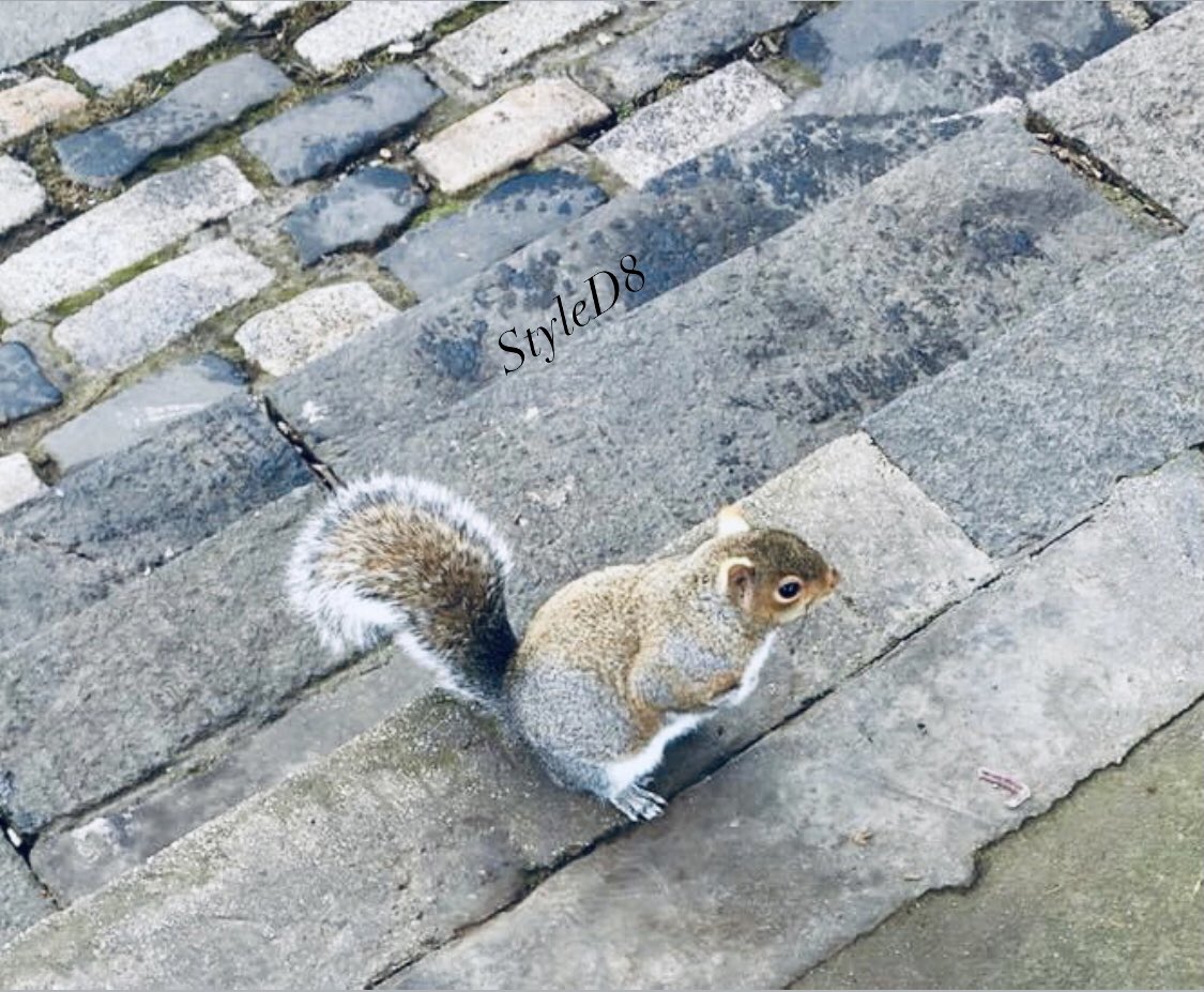 #Edinburgh #wildlife familiar #squirrel walking the walk round #Charlottesquare