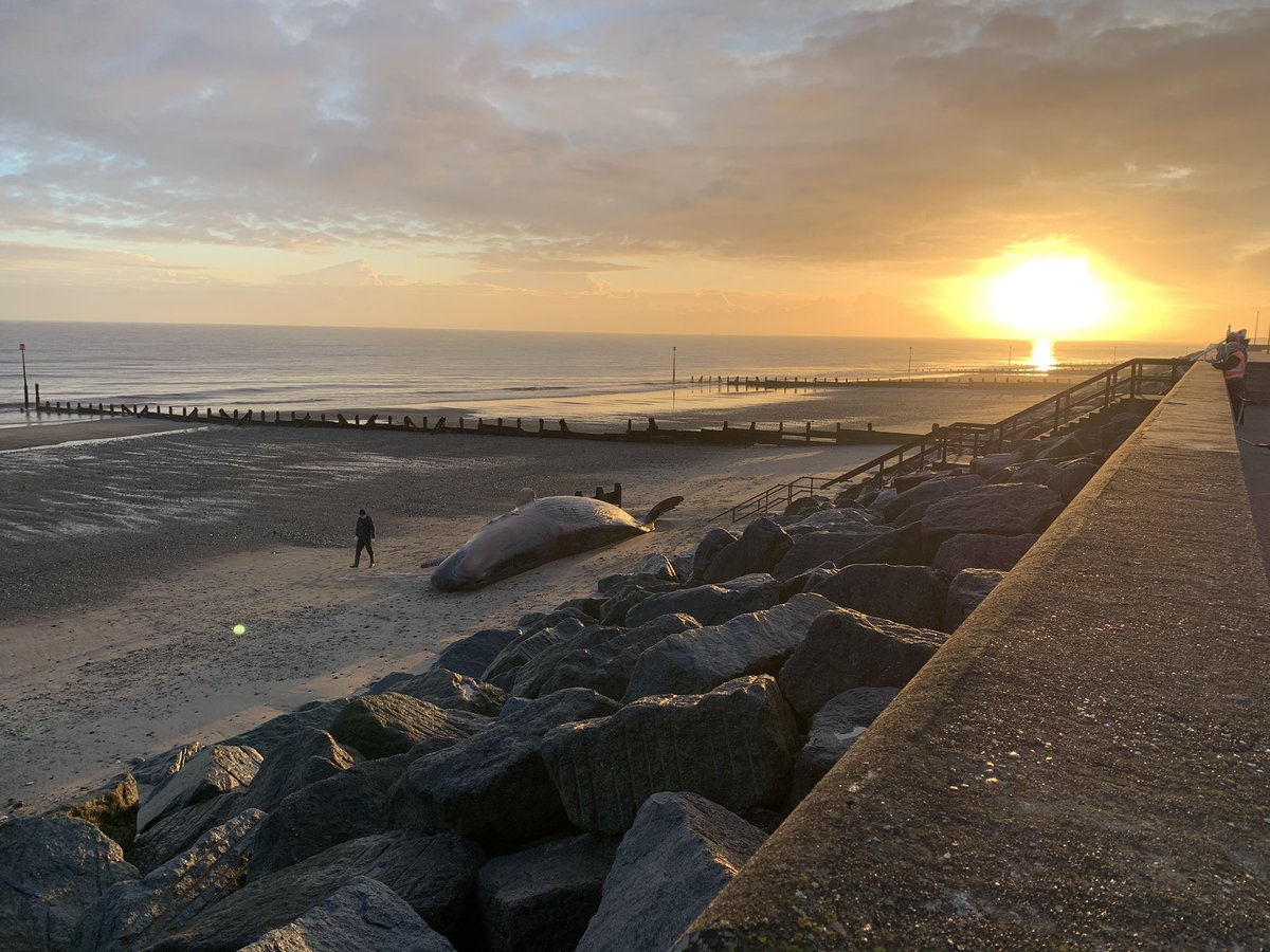Early start in Withernsea with @Perkins16Mat- sampling and examination of the sperm whales which stranded on Christmas Eve  #CSIoftheSea more to follow