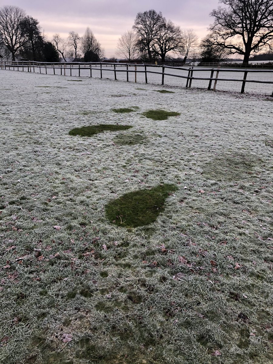 samchandler_'s tweet image. Sheep shapes on the frosty ground tell where they spent the night! #shepherding