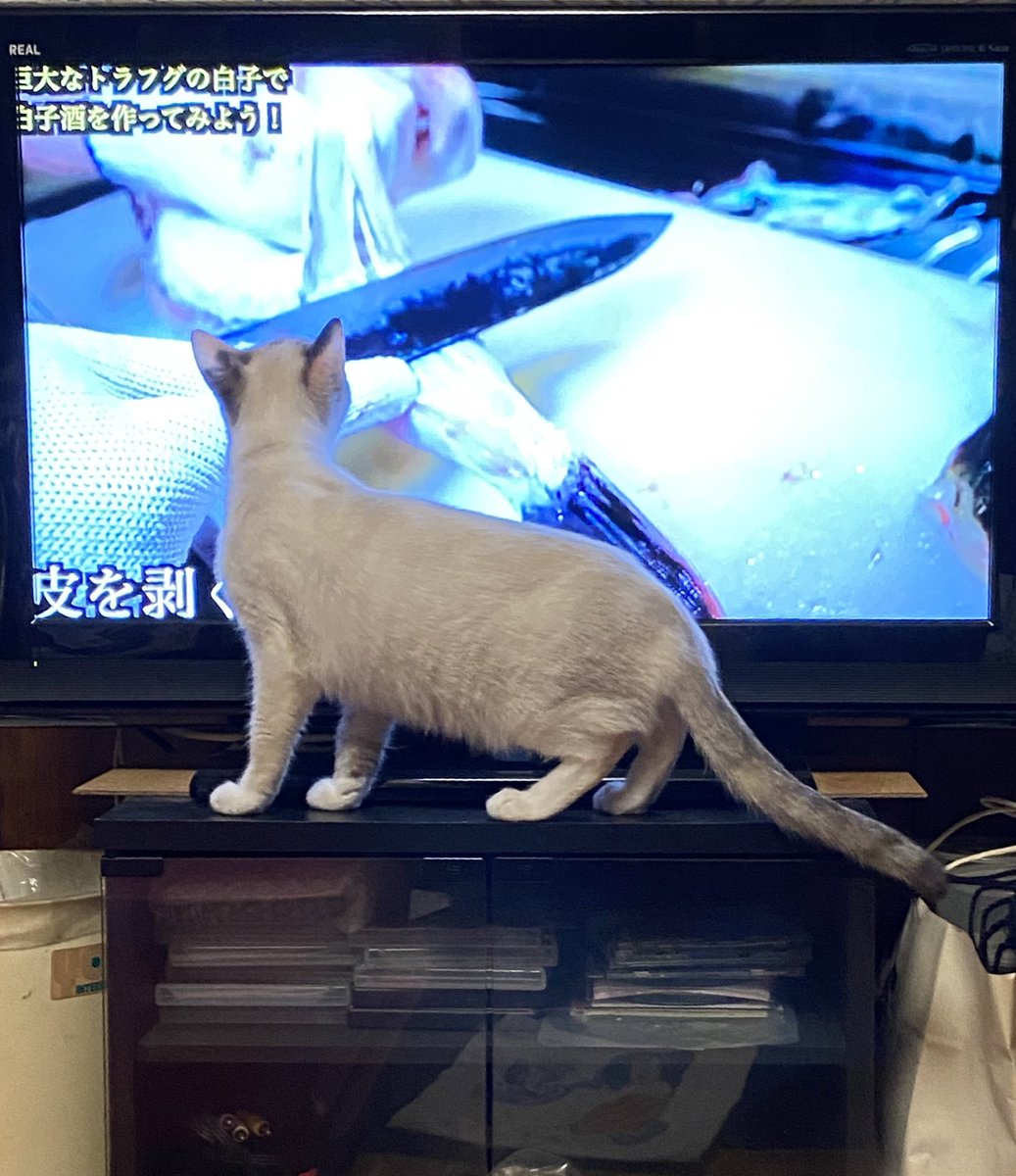 おこげとおもち おもち始動 きまぐれクックさんのふぐ捌く動画に 興味津々の様子 しぶいね 猫 猫好きさんと繋がりたい 猫のいる暮らし シャム シャムミックス おもち きまぐれクック ふぐ動画 おこげとおもち おもち始動 きまぐれクックさんのふぐ捌く動画に 興味津々の様子 しぶいね 猫 猫好きさんと繋がりたい 猫のいる暮らし シャム シャムミックス おもち きまぐれクック ふぐ動画