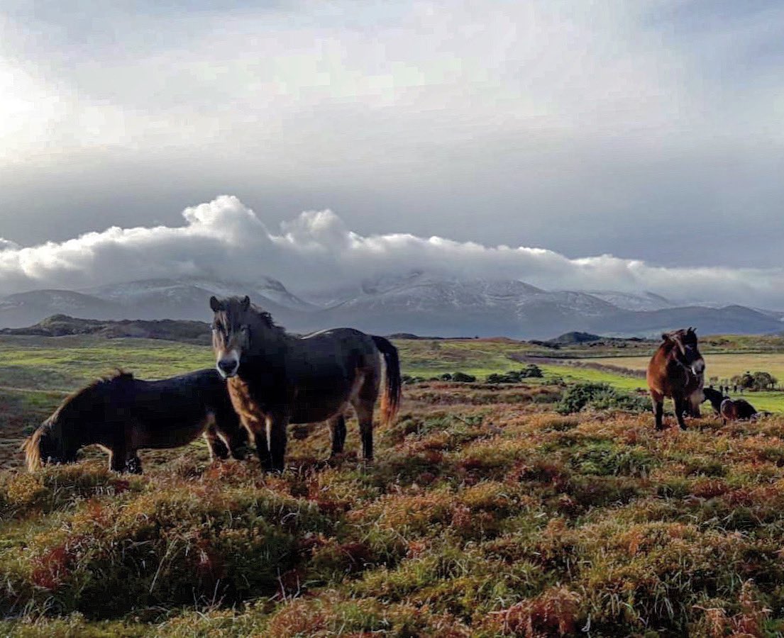 Mournes National Trust tweet media