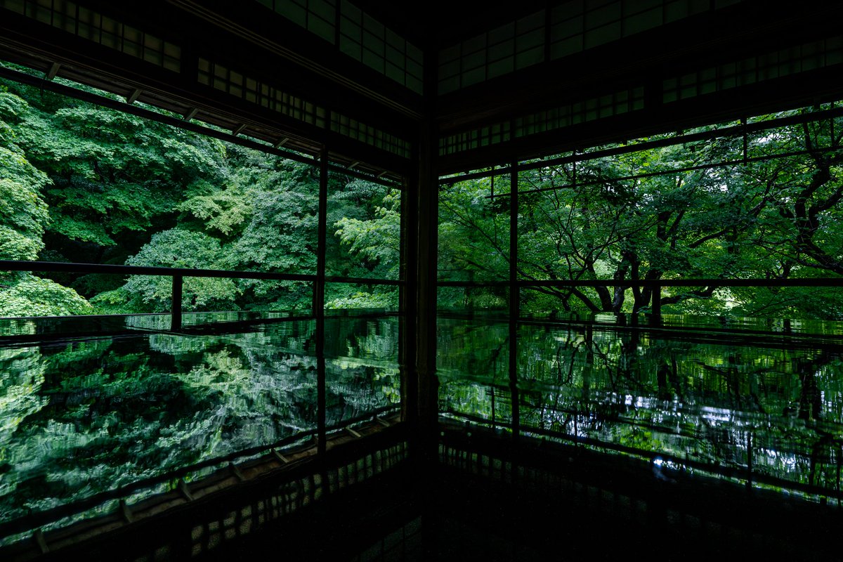 xxakaxxv's tweet image. 白い雪を見る機会が増えて、そろそろ緑が恋しくなってきたと思うので絶品の緑をどうぞ