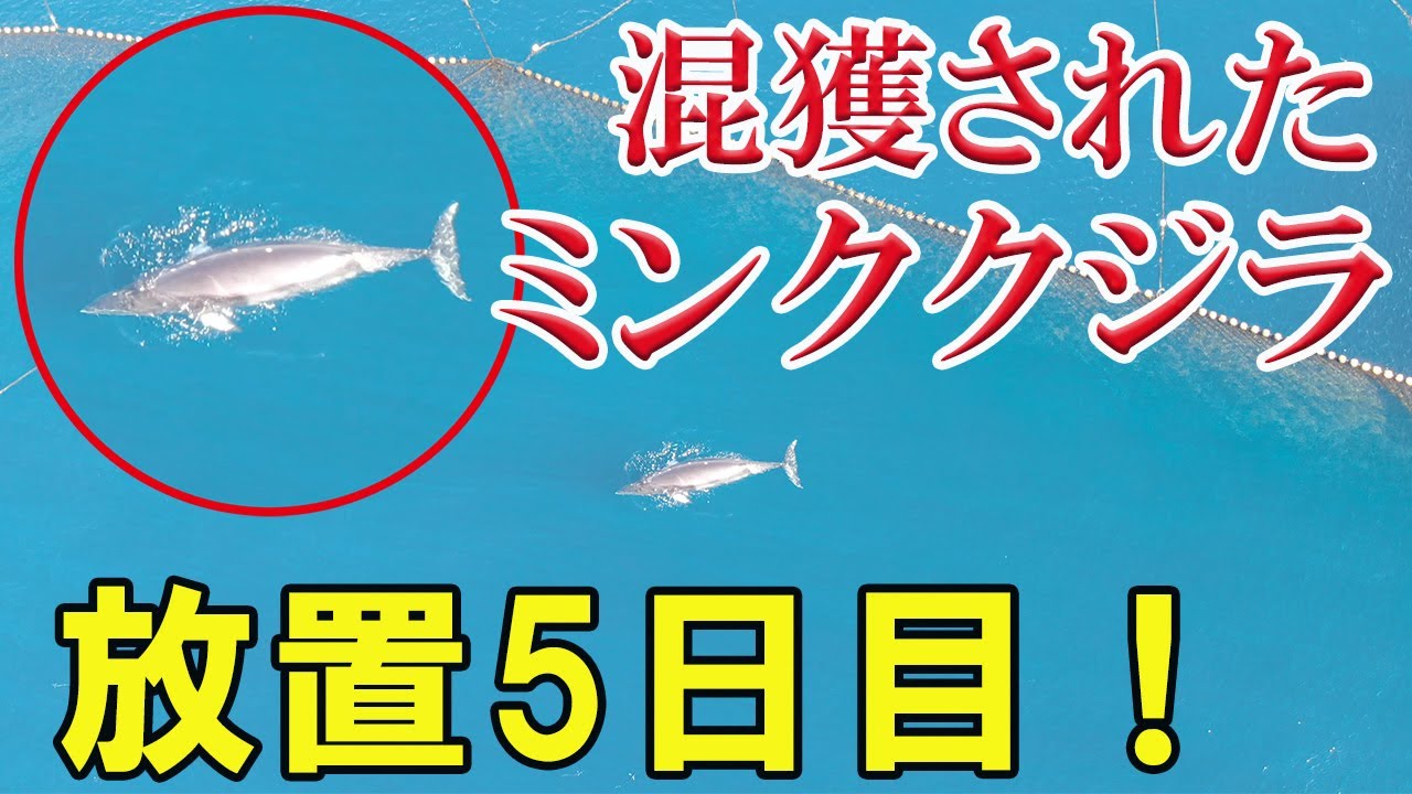 おてつ ミンククジラが絶滅危惧種ってのは間違い Lc ってのはiucnのレッドリストのカテゴリーやけど Least Concern 低危険種って意味やで Twitter